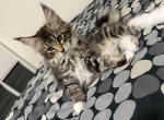 Nina - Maine Coon Cat For Sale - Westfield&comma; MA&comma; US
