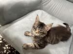 Peter - Maine Coon Cat For Sale - Westfield&comma; MA&comma; US