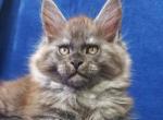 Nikon - Maine Coon Cat For Sale - Hollywood&comma; FL&comma; US