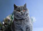 Leo - British Shorthair Cat For Sale - WA&comma; US