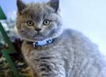 Prince - British Shorthair Cat For Sale - WA&comma; US