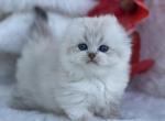 Blue point LH babies - Scottish Fold Cat For Sale - Sun City Center&comma; FL&comma; US