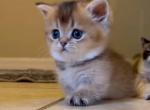 Munchkin Golden Chinchilla boy - Munchkin Cat For Sale - Sun City Center&comma; FL&comma; US