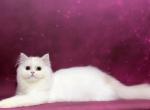Ustinya cream silver Van girl - Scottish Straight Cat For Sale/Retired Breeding - Sun City Center&comma; FL&comma; US