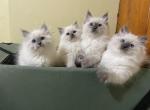 Blue point litter - Siberian Cat For Sale - MI&comma; US