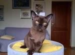 Elios - Burmese Cat For Sale - Miami&comma; FL&comma; US