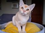 Gaven - Burmese Cat For Sale - Miami&comma; FL&comma; US