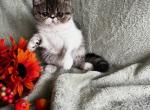 Thekla - Exotic Cat For Sale - Lexington&comma; KY&comma; US