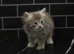 Maisie of Romanov Dynasty - Siberian Cat For Sale - Ashburn&comma; VA&comma; US