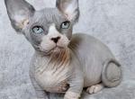 Zlata - Sphynx Cat For Sale - Pembroke Pines&comma; FL&comma; US