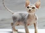 Jackson - Devon Rex Cat For Sale - Hollywood&comma; FL&comma; US