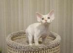 Casper - Devon Rex Cat For Sale - Brooklyn&comma; NY&comma; US