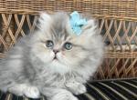 Ollie - Persian Cat For Sale - Fort Worth&comma; TX&comma; US
