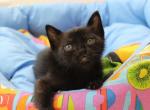 Jack Black - Bombay Cat For Sale - Hollywood&comma; FL&comma; US