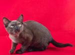 Mark - Burmese Cat For Sale - Miami&comma; FL&comma; US