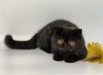 Nora - Exotic Cat For Sale - Yucca Valley&comma; CA&comma; US