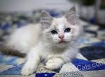 Wirt - Ragdoll Cat For Sale - Tuscaloosa&comma; AL&comma; US
