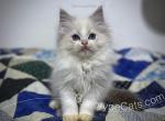 Greg - Ragdoll Cat For Sale - Tuscaloosa&comma; AL&comma; US