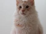 Bennu - Maine Coon Cat For Sale - Hollywood&comma; FL&comma; US