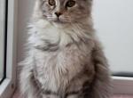 Bellatrix - Maine Coon Cat For Sale - Hollywood&comma; FL&comma; US
