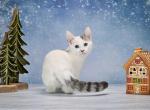 Iconic - Munchkin Cat For Sale - Hollywood&comma; FL&comma; US