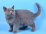 Vegas - British Shorthair Cat For Sale - Miami&comma; FL&comma; US