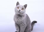 Timofey - British Shorthair Cat For Sale - Miami&comma; FL&comma; US