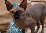 Smokey - Sphynx Cat For Sale - Mundelein&comma; IL&comma; US