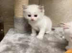snow - Ragdoll Cat For Sale - Freeburg&comma; PA&comma; US