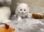 Glacier - Ragdoll Cat For Sale - Freeburg&comma; PA&comma; US