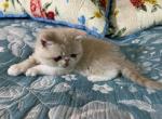 Ari - Exotic Cat For Sale - Pineville&comma; LA&comma; US