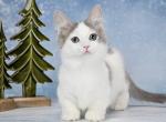 Hugo - Munchkin Cat For Sale - Hollywood&comma; FL&comma; US