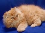 Barney - Persian Cat For Sale - Hollywood&comma; FL&comma; US