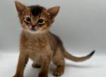 Magic - Abyssinian Cat For Sale - Pembroke Pines&comma; FL&comma; US