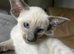 Holla Siamese - Oriental Cat For Sale - Pembroke Pines&comma; FL&comma; US