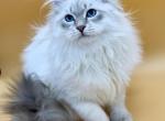 Djambo - Siberian Cat For Sale - Brighton&comma; CO&comma; US