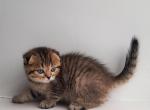 Missy - Scottish Fold Cat For Sale - Hollywood&comma; FL&comma; US