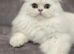 Leo - Brazilian Shorthair Cat For Sale - Jacksonville&comma; FL&comma; US