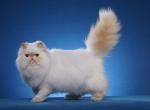 Pumpkin Spice - Himalayan Cat For Sale - Satellite Beach&comma; FL&comma; US