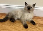 Purple collar BOY - Ragdoll Cat For Sale - Boston&comma; MA&comma; US