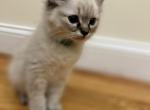 Green collar MALE 2 - Ragdoll Cat For Sale - Boston&comma; MA&comma; US