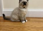 Brown collar BoY 3 - Ragdoll Cat For Sale - Boston&comma; MA&comma; US