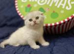 Silver chinchilla boy - Scottish Fold Cat For Sale - Fort Wayne&comma; IN&comma; US