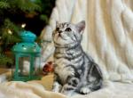 Basi - British Shorthair Cat For Sale - Battle Ground&comma; WA&comma; US