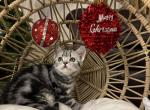 Arti - British Shorthair Cat For Sale - Battle Ground&comma; WA&comma; US