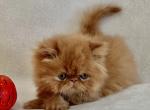 Micheal - Persian Cat For Sale - Vancouver&comma; WA&comma; US