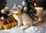 Nova - Bengal Cat For Sale - ME&comma; US