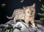 Tessa - Bengal Cat For Sale - ME&comma; US