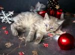 Bentley - Bengal Cat For Sale - ME&comma; US