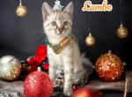 Lambo - Bengal Cat For Sale - ME&comma; US